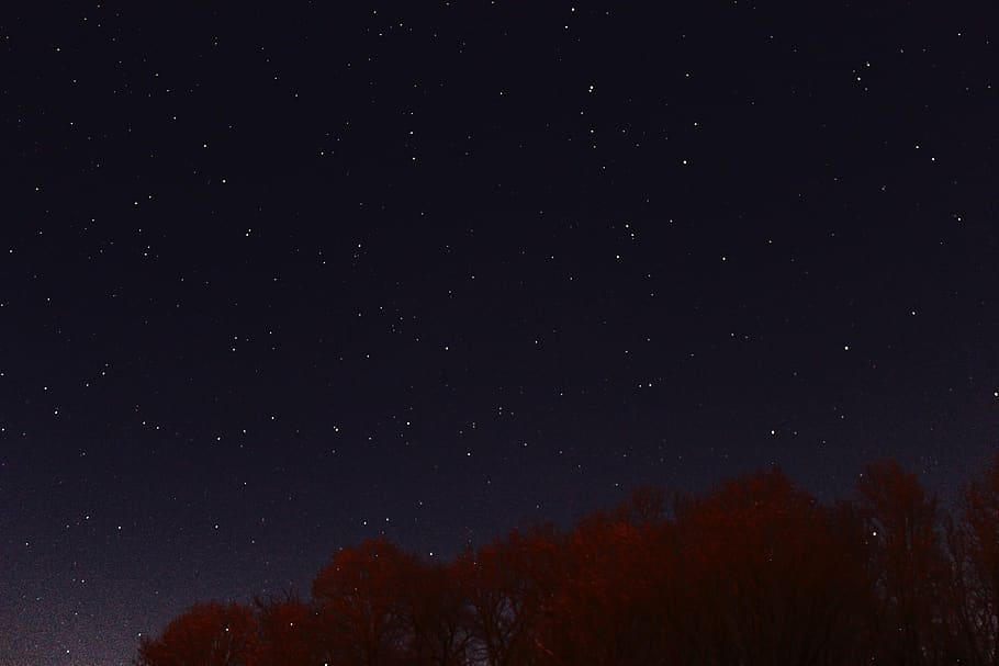 nature, trees, night, sky, stars, star - space, astronomy, scenics - nature HD wallpaper