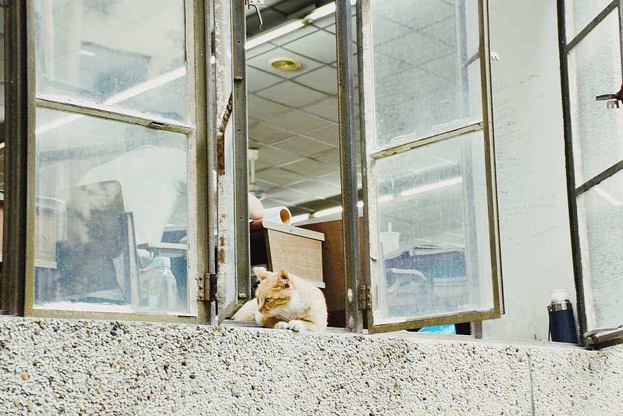 window, classroom, university, cat, summer, mammal, pets, domestic animals HD wallpaper