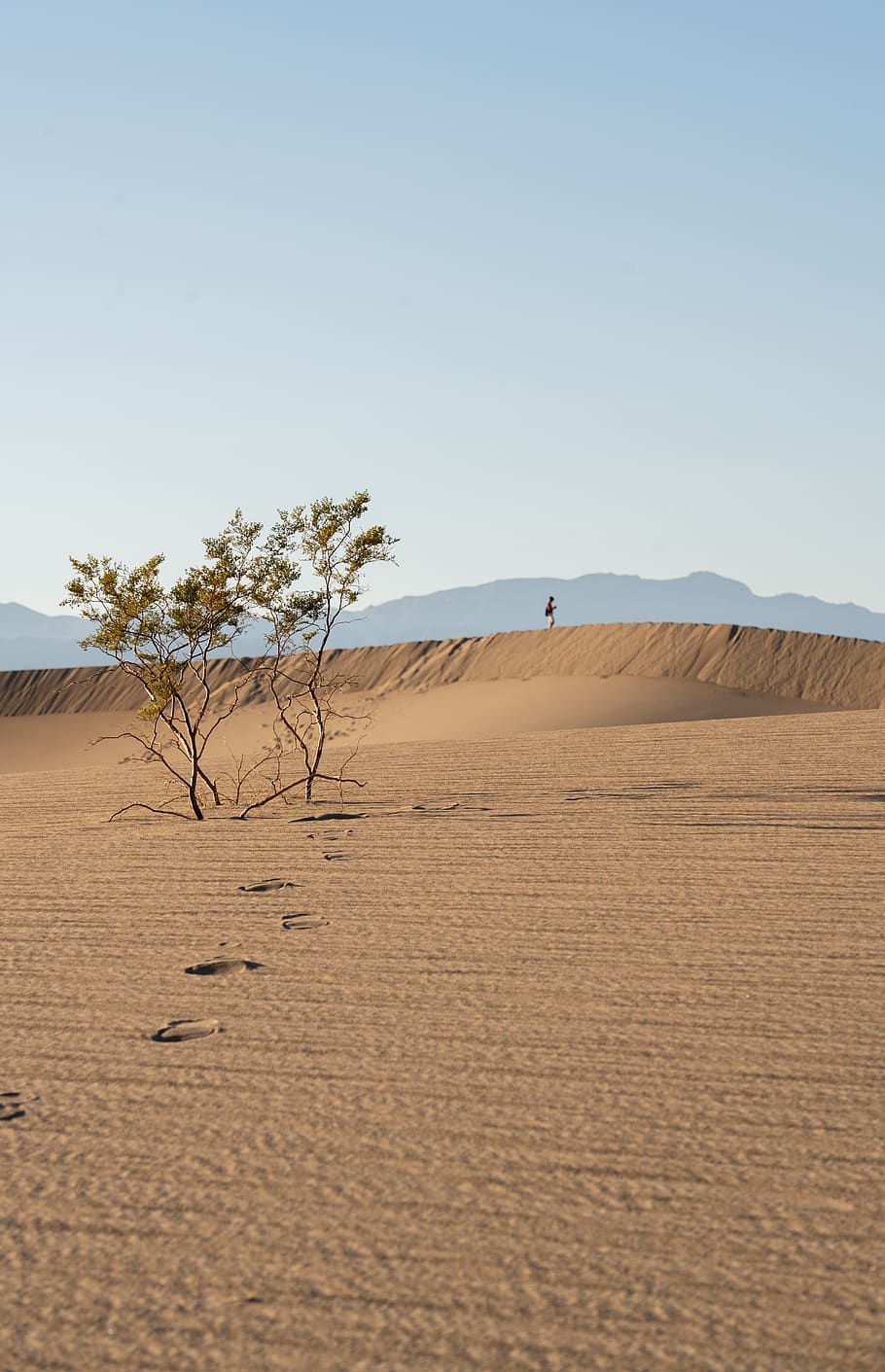 two green trees during daytime, soil, sand, outdoors, nature HD wallpaper