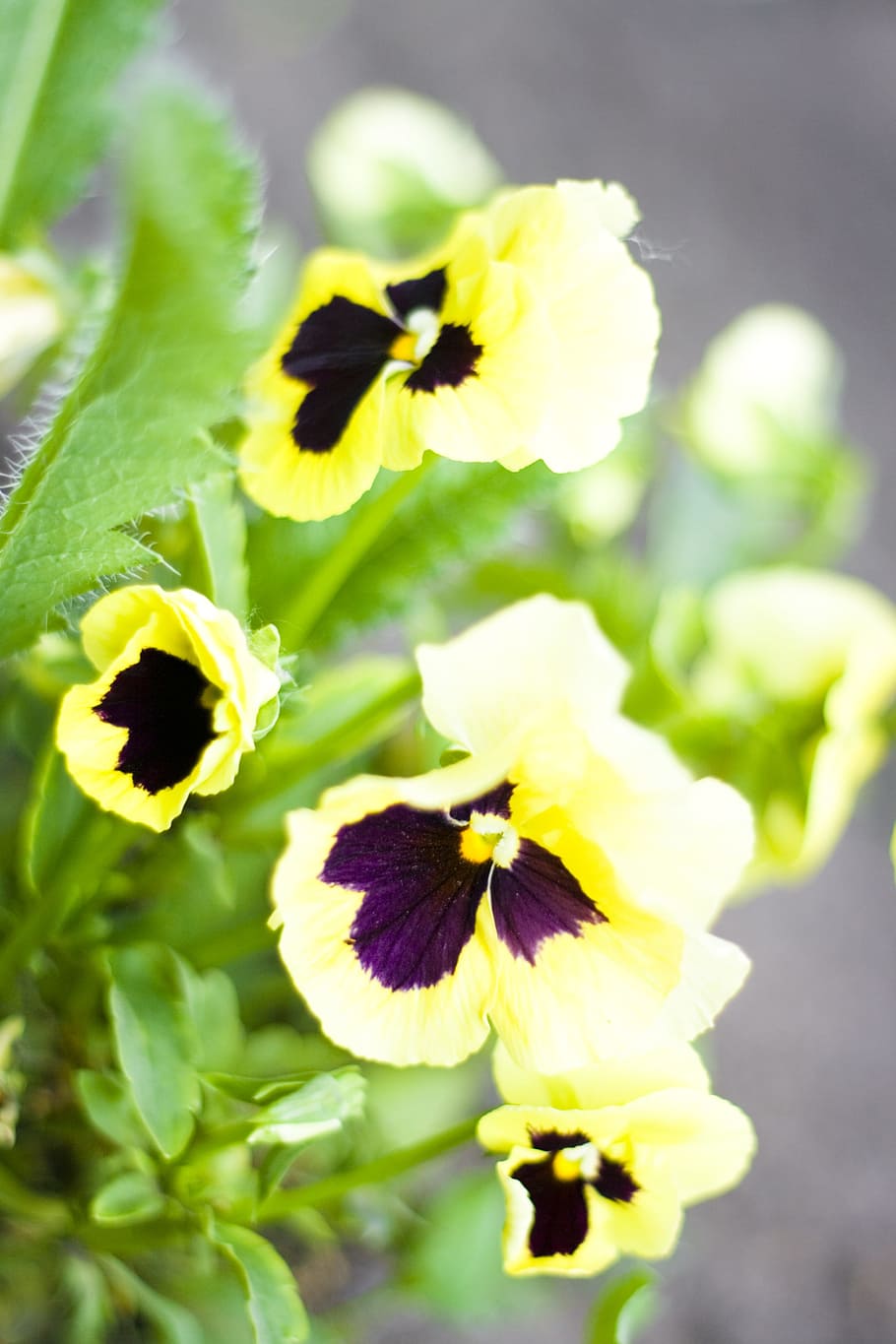 flower, con2011, nature, flowering plant, freshness, beauty in nature HD wallpaper