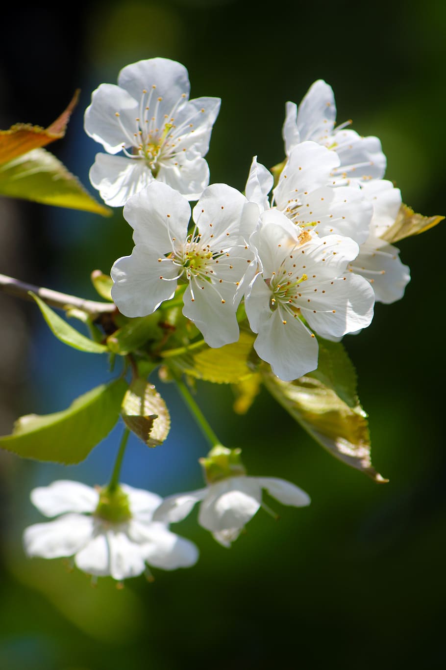 cherry blossom, nature, spring, tree, bloom, branch, cherry tree HD wallpaper