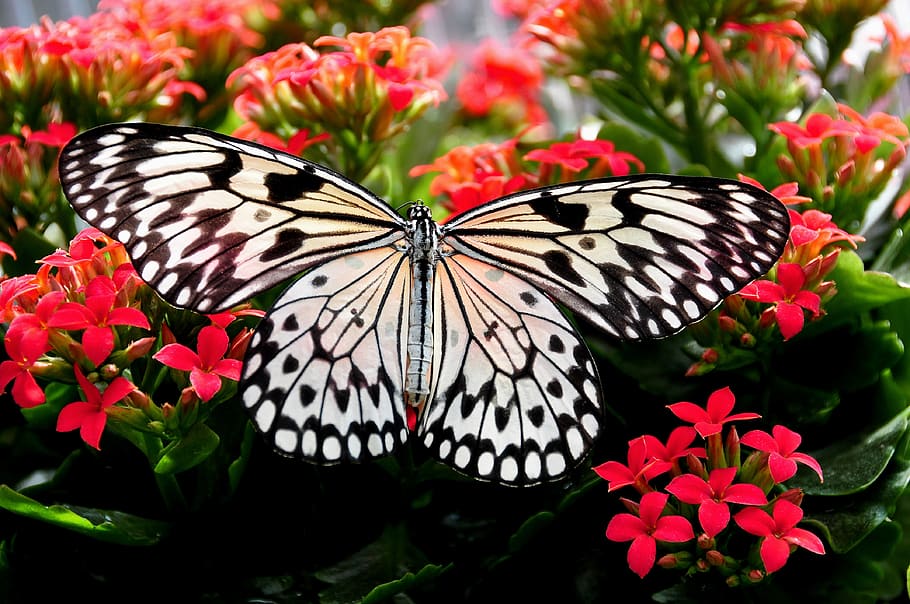 Paper Kite Butterfly Perching on Red Flower in Close-up Photography