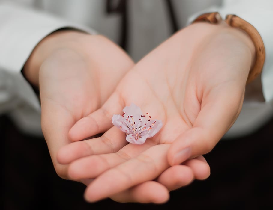 Person Holding White Flower, blur, close-up, hands, human, indoors HD wallpaper