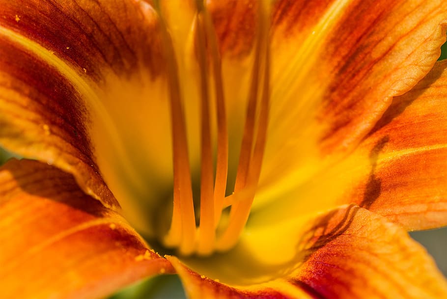 Macro shot of a yellow flower., orange, nature, flowering plant HD wallpaper