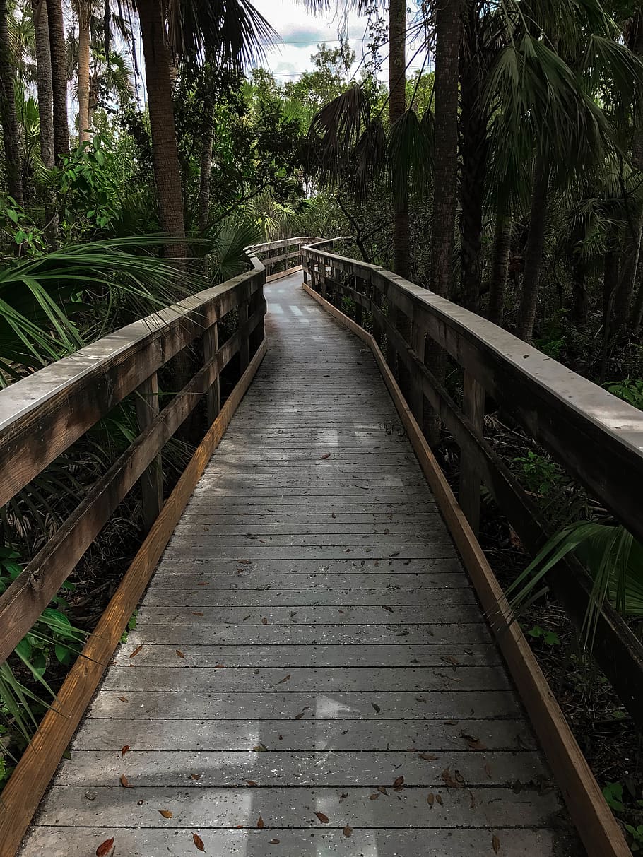 grey wooden pathway surrounded by trees, the way forward, direction HD wallpaper