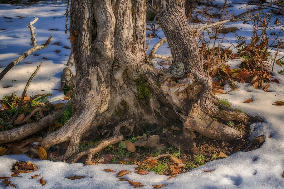 trunk, tree, snow, leaves, forest, wild, autumn, tree trunk HD wallpaper