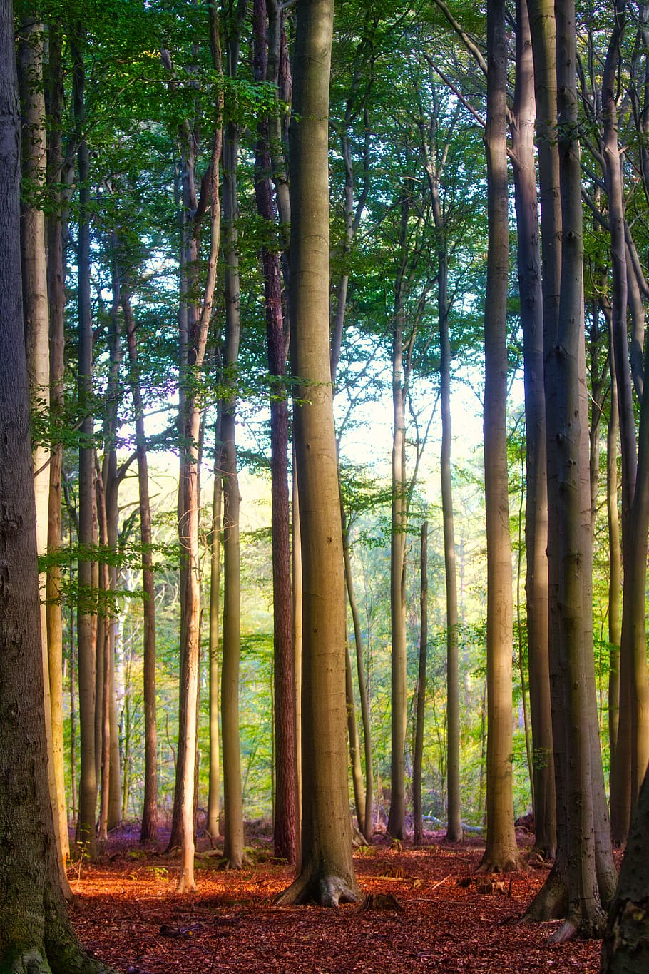 trees, beech, forest, leaves, mysterious, nature, deciduous tree HD wallpaper