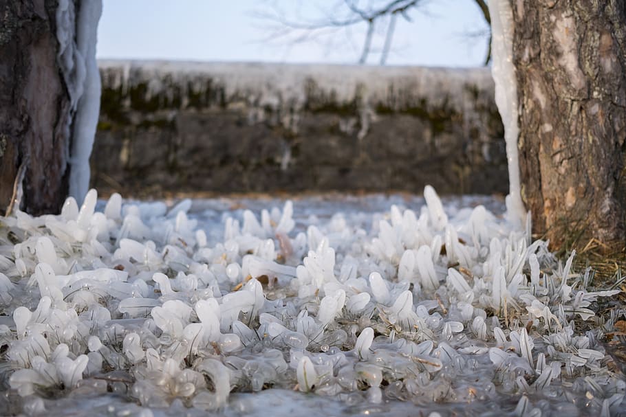 ice, cold, winter, grass, sweet, tree, no people, tree trunk, HD wallpaper