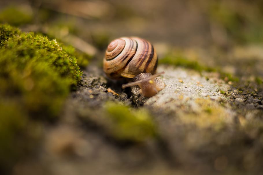 snail, slug, selective focus, mollusk, animal, animal themes HD wallpaper