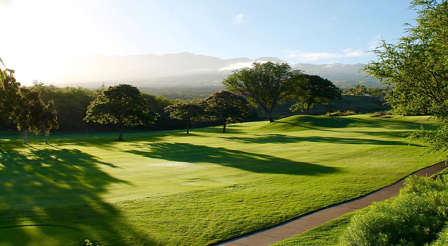 Green Leaf Trees on Grass Field, daytime, golf course, scenic HD wallpaper