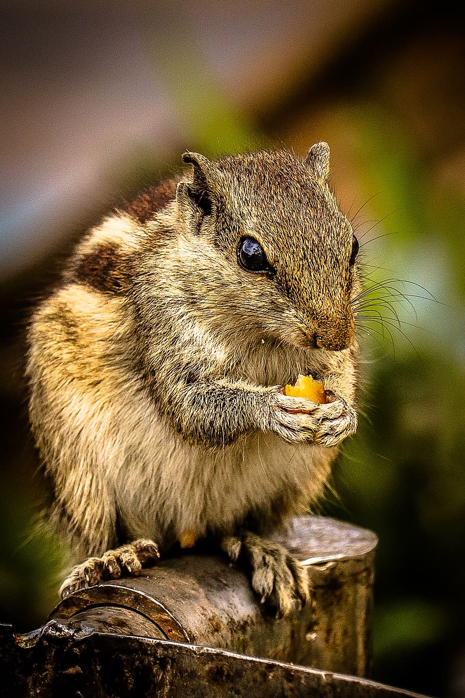 squirrel, nut, animal, cute, brown, eat, outdoor, small, garden HD wallpaper