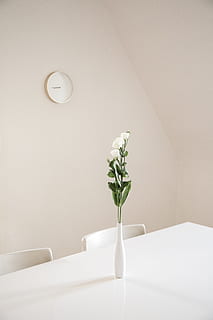 white flowers in white ceramic vase on top of white table, plant HD wallpaper