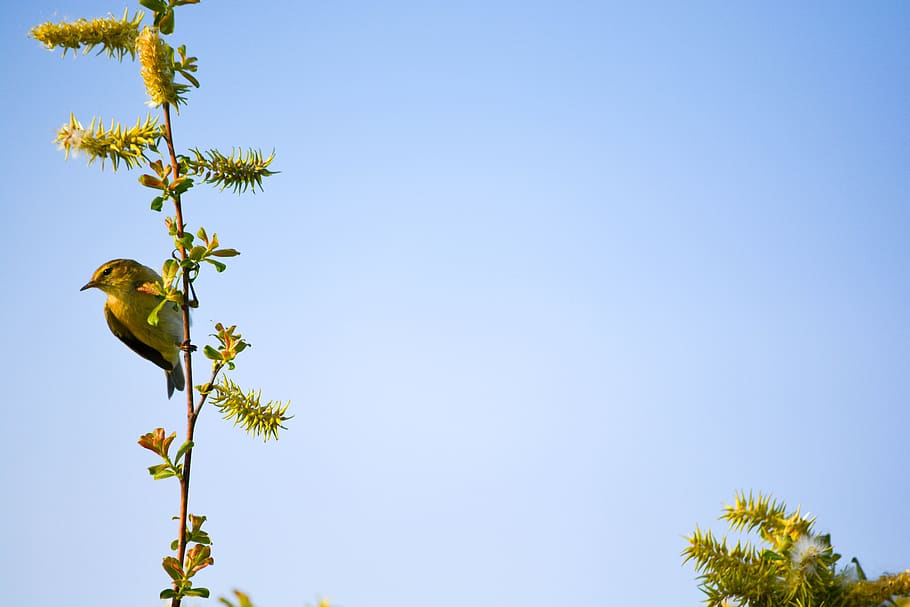 bird, nature, tree, sky, pen, trees, feathers, birds, plant HD wallpaper