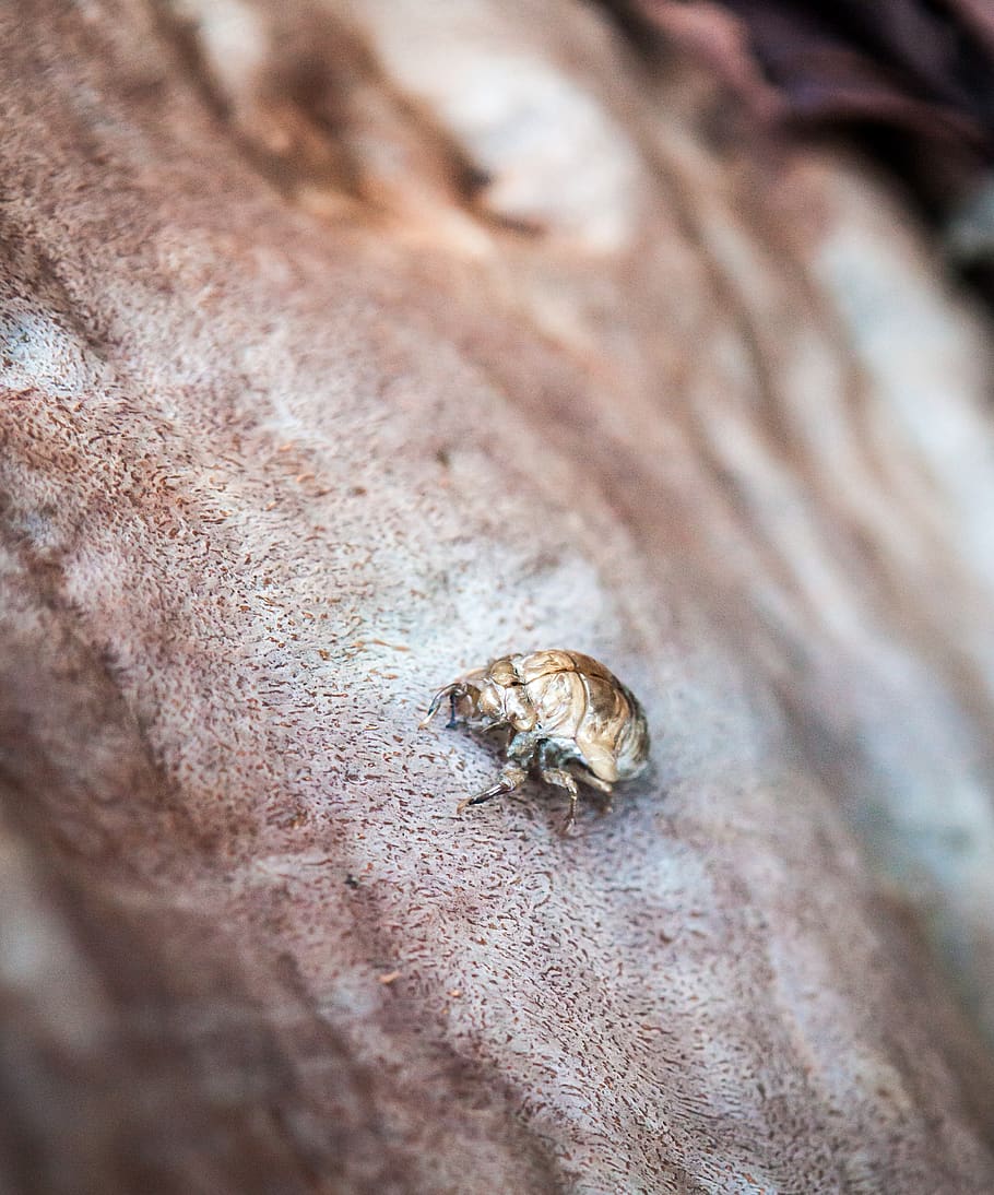 brown insect on brown surface, australia, animal, garigal national park HD wallpaper