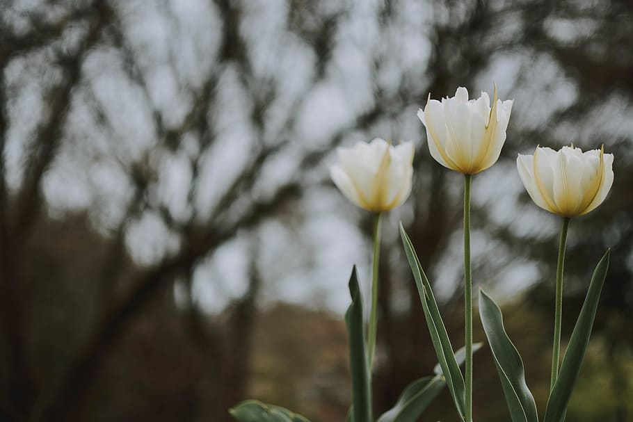 White Petaled Flower, beautiful, bloom, blooming, blossom, bright HD wallpaper