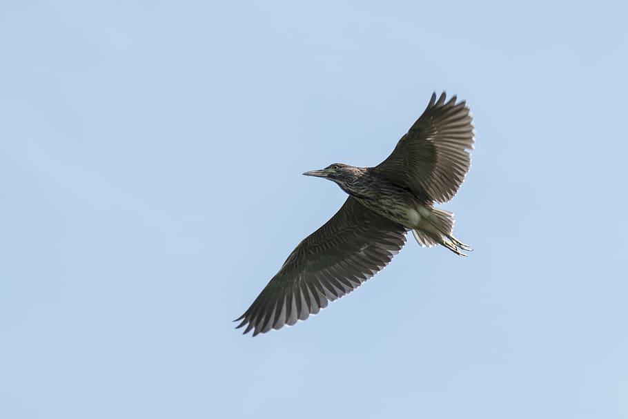 crowned night-heron sub-adult birds, soar through the skies, HD wallpaper
