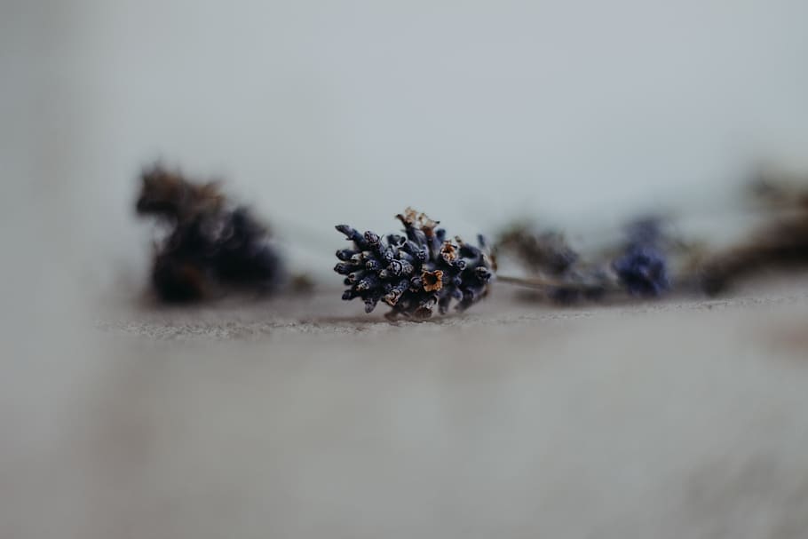 dried leaf on white surface, selective focus, animal themes, close-up HD wallpaper