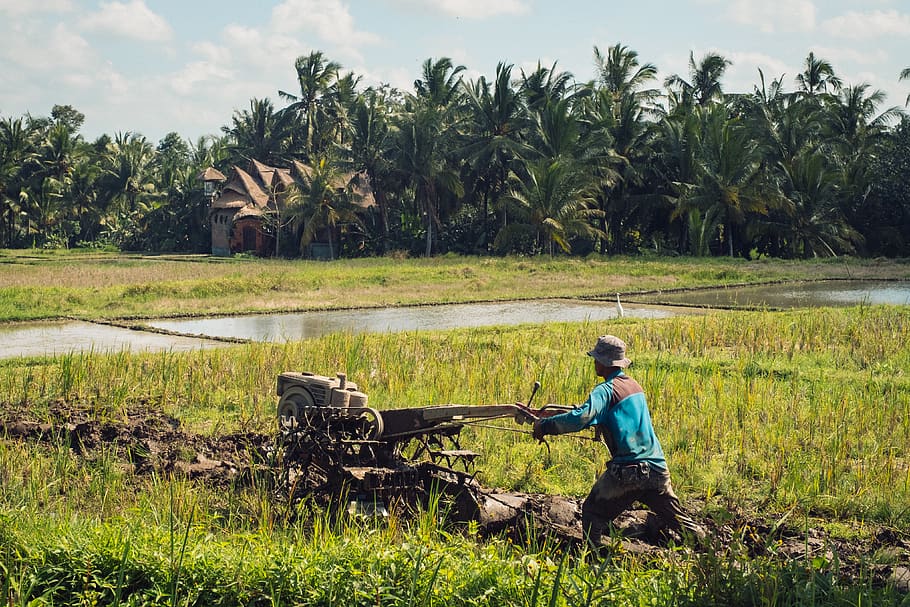 man pushing hand tractor during daytime, plant, one person, real people HD wallpaper