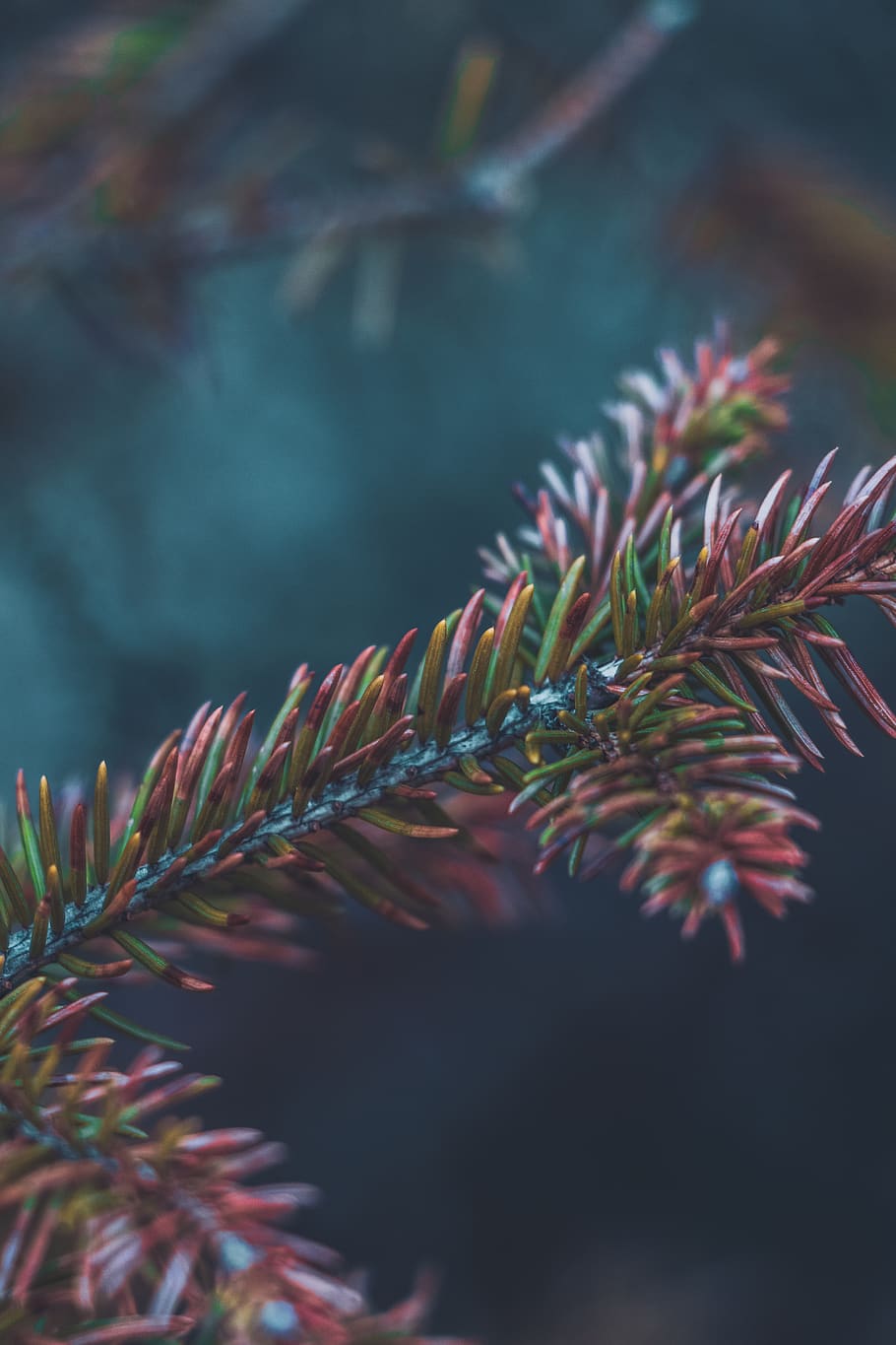 green-leafed plants, growth, tree, selective focus, close-up HD wallpaper