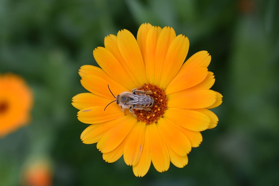 flower, calendula, orange, insect, blooms, nature, garden, bright HD wallpaper