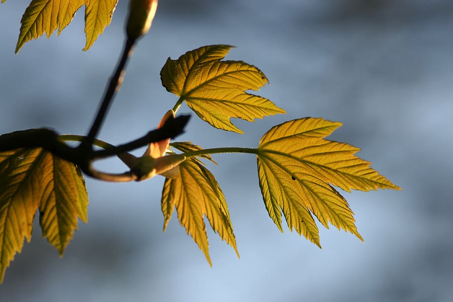 leaf, nature, fall, flora, outdoors, tree, spring, fresh, branch HD wallpaper