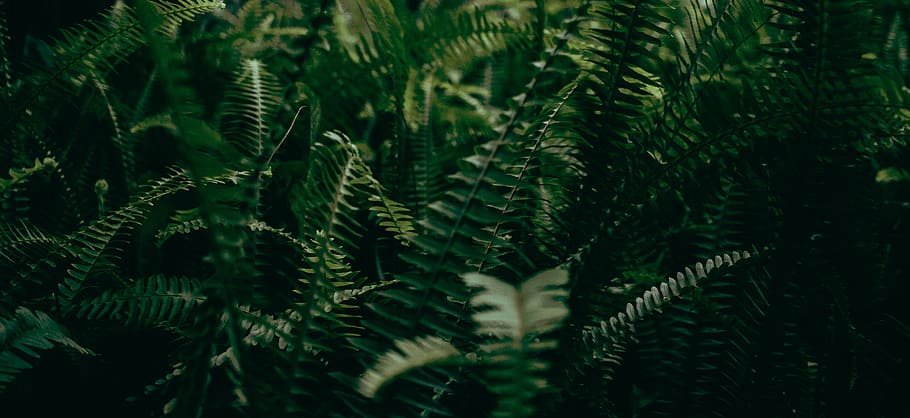 green plants, fern, flora, canaveral national seashore administration headquarters HD wallpaper