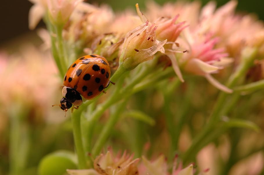 ladybug, insect, bloom, plant, garden, flower, floral, invertebrate HD wallpaper