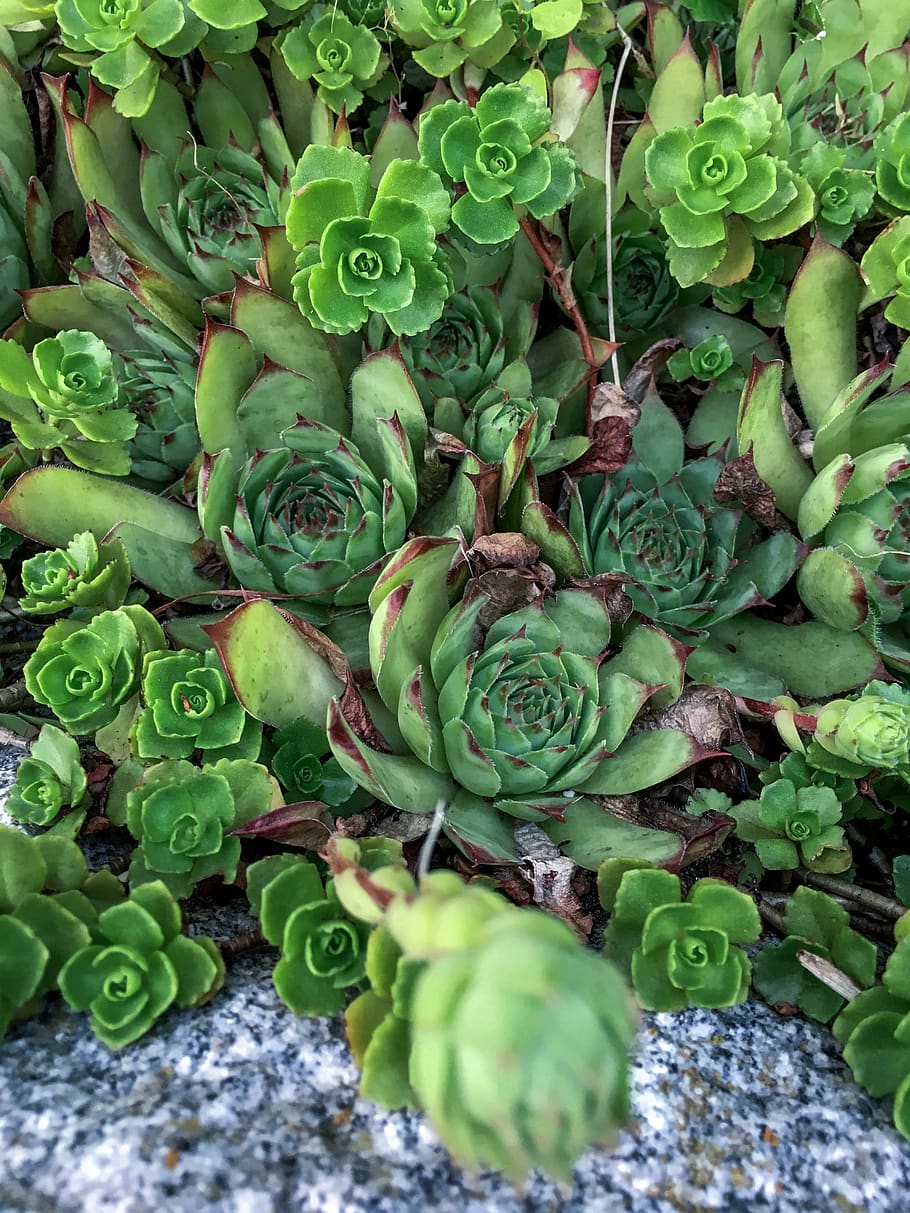 green, pattern, raw, water, foliage, light, health, salad, botany HD wallpaper