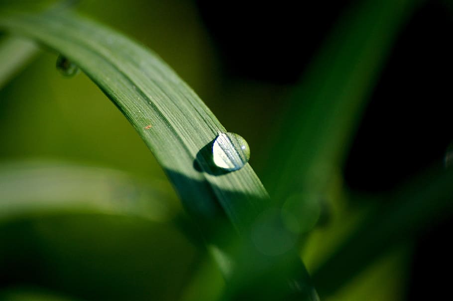 dew, drop, water, rain, plant, grass, water drops, green color HD wallpaper