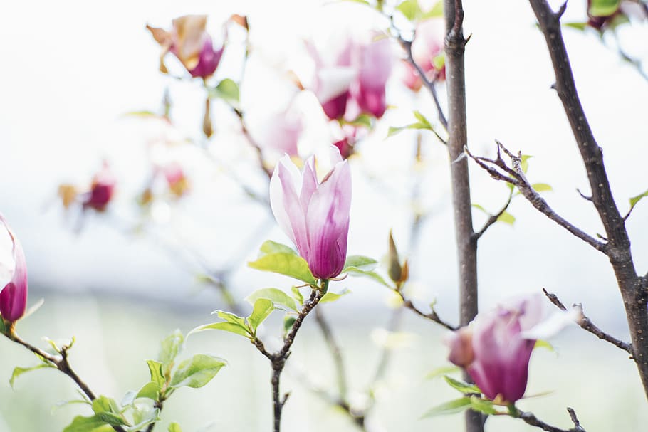 plant, flower, flowering plant, freshness, beauty in nature HD wallpaper