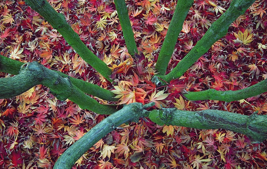 tree, clone, foliage, colorful, opadnięte, branches, autumn HD wallpaper