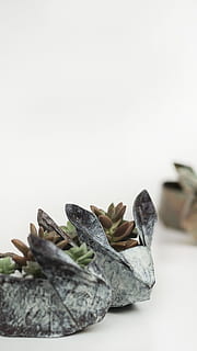 shallow focus photography of green succulent plants, pot, cactus HD wallpaper