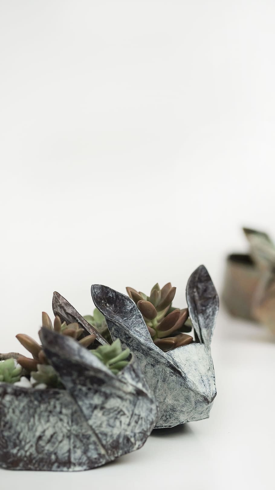 shallow focus photography of green succulent plants, pot, cactus, HD wallpaper