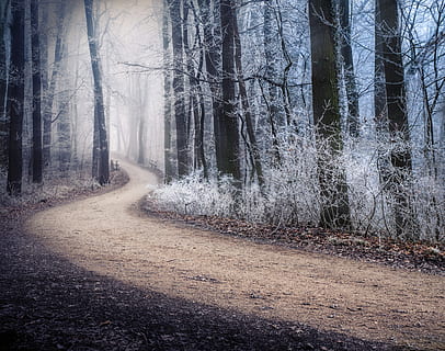 brown road, dirt road, gravel, plant, tree, nature, austria, vienna HD wallpaper