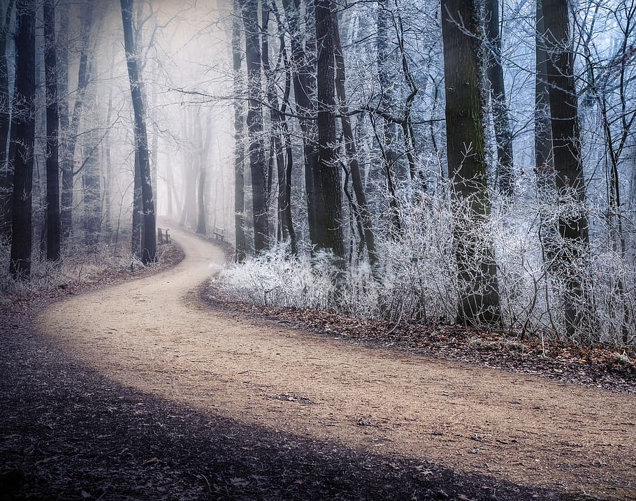 brown road, dirt road, gravel, plant, tree, nature, austria, vienna HD wallpaper