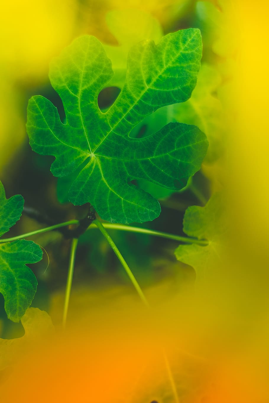 germany, lich, eberstadt, plant part, leaf, growth, green color HD wallpaper