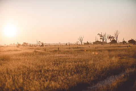 botswana, trees, dead trees, plain, field, sunrise, grass, mist HD wallpaper