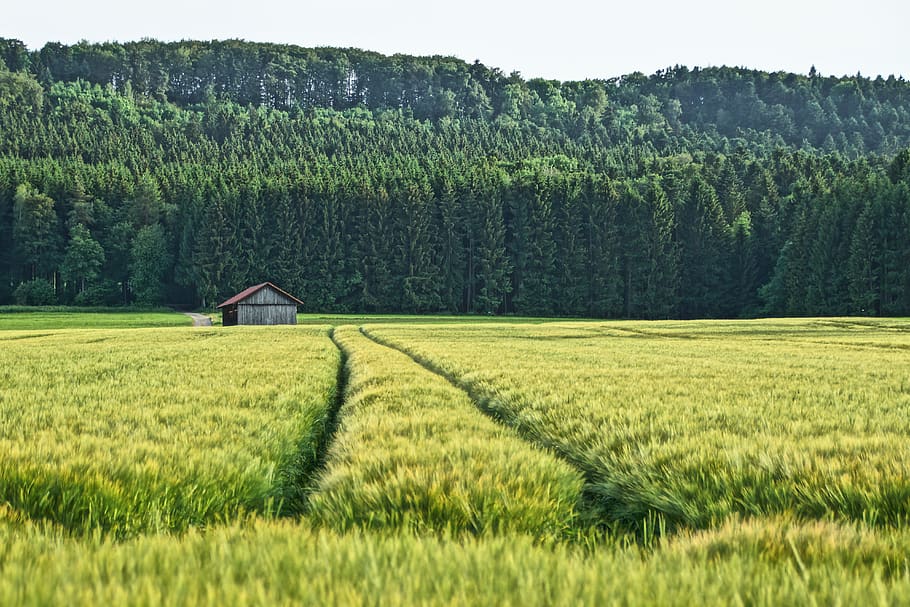 field, hut, forest, nature, meadow, landscape, trees, plant HD wallpaper