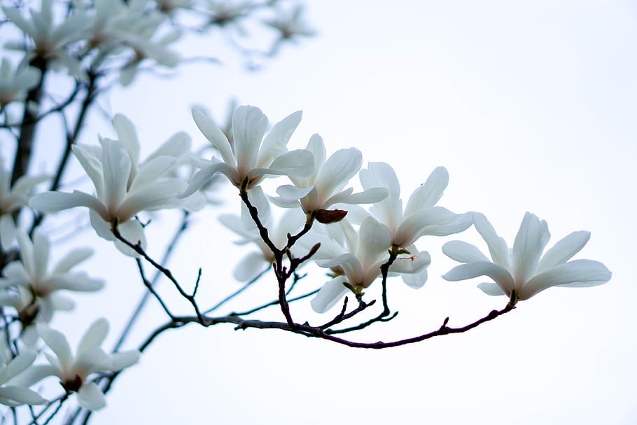 flower, magnolia, white, spring, sky, plant, beauty in nature, HD wallpaper