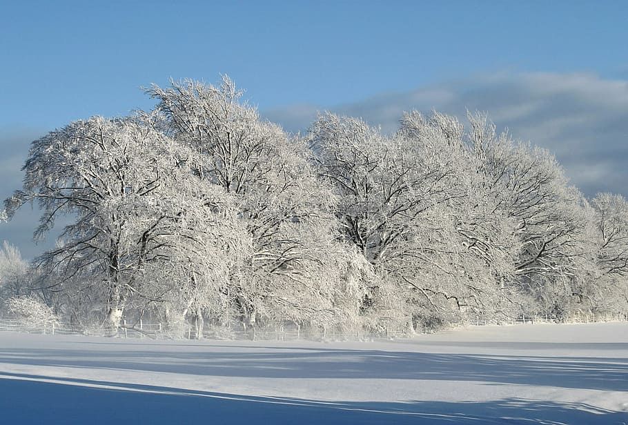 snow, ice, tree, winter, nature, cold temperature, plant, frozen HD wallpaper