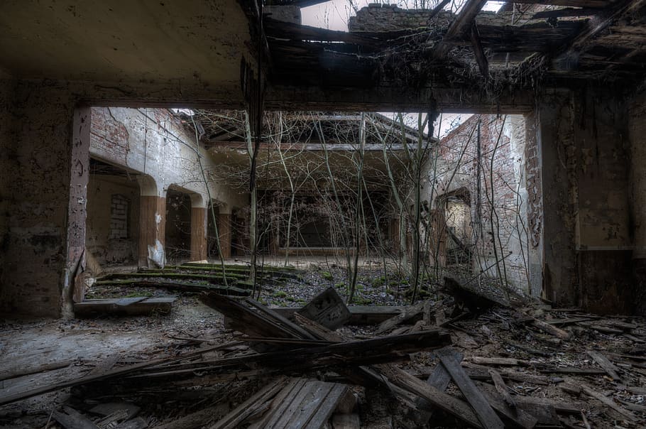 bare trees inside abandoned building, damaged, architecture, obsolete HD wallpaper