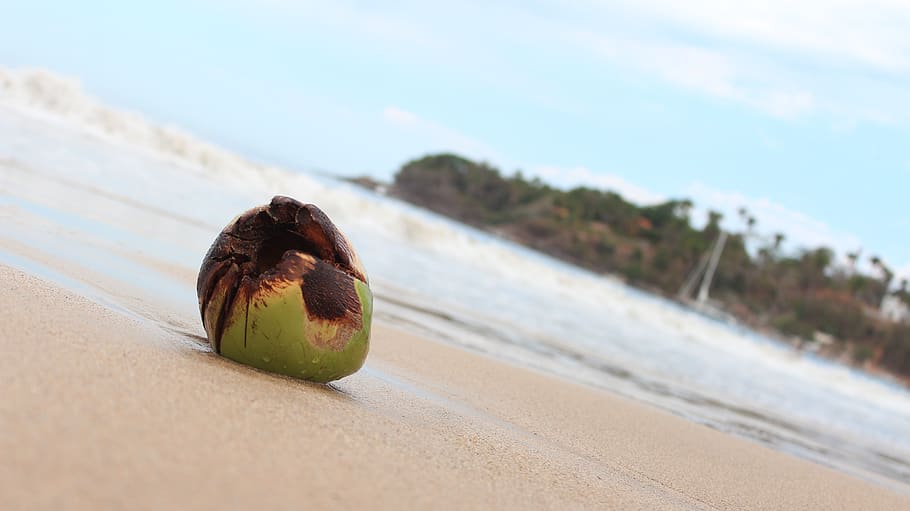 coco, coconut, beach, sea, sand, food and drink, healthy eating HD wallpaper
