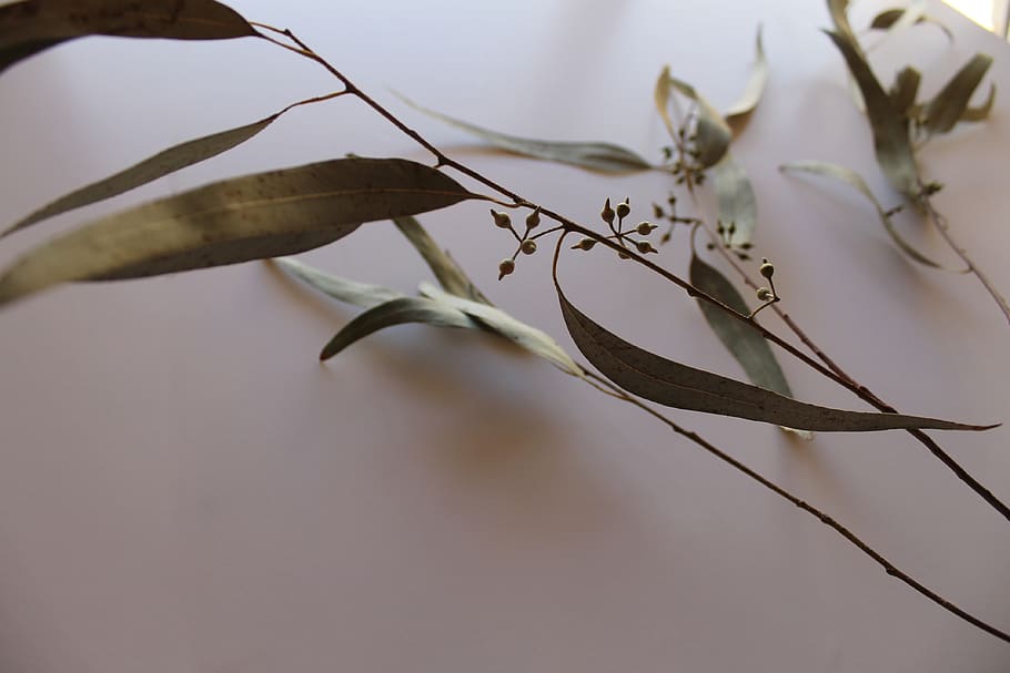 leaf, nature, botanical, eucaliptus, plant, close-up, branch HD wallpaper