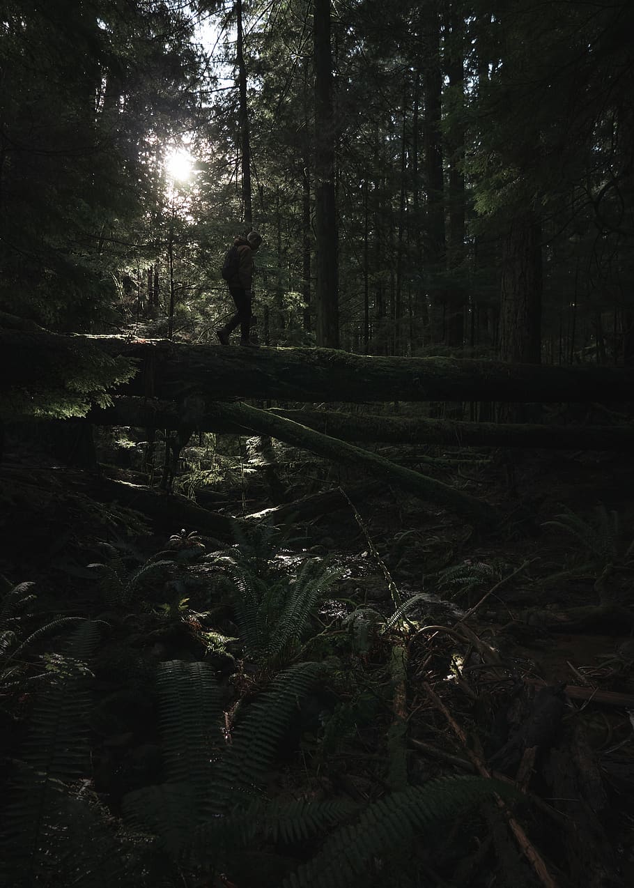 man walking on tree log, nature, land, outdoors, plant, vegetation HD wallpaper