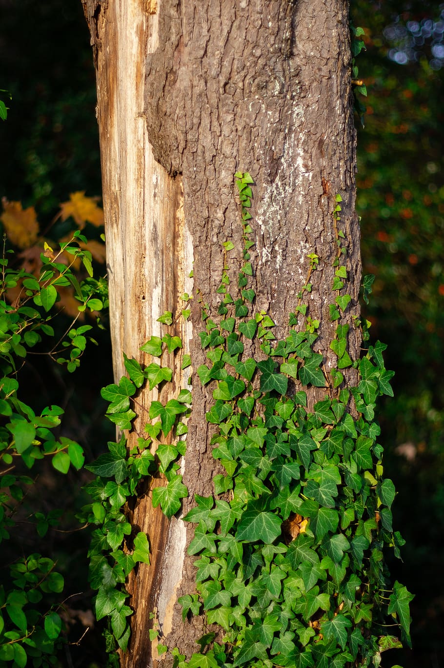log, ranke, bark, ivy, tree, tree bark, bare, climber plant HD wallpaper