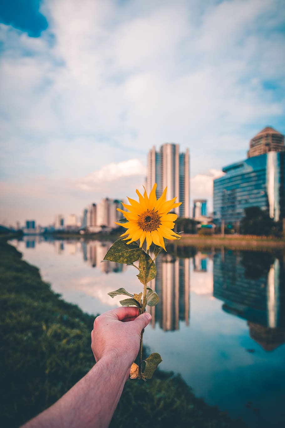 Person Holding Sunflower, bloom, blossom, flora, hand, petals HD wallpaper