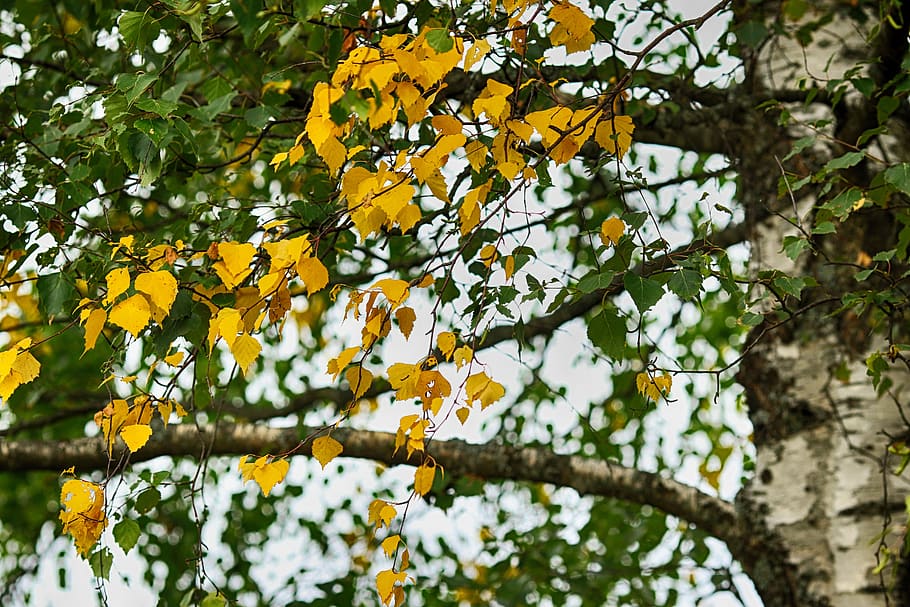 leaf, birch, tree, wood, autumn, nature, plant, growth, low angle view HD wallpaper