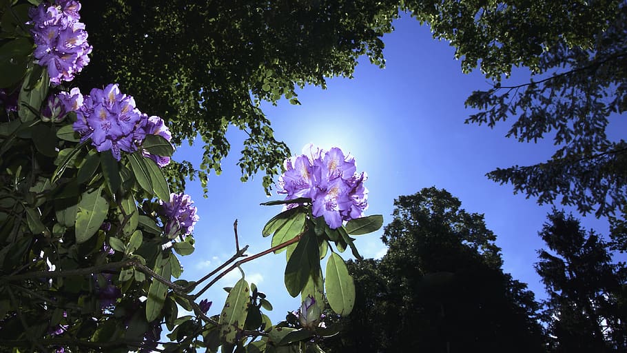 blue, sky, tree, plants, flower, nature, growth, flowering plant HD wallpaper