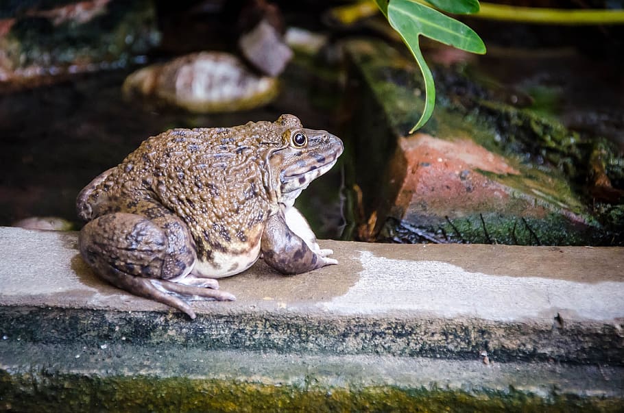 Frog in Thailand, green, animal, amphibian, wildlife, nature