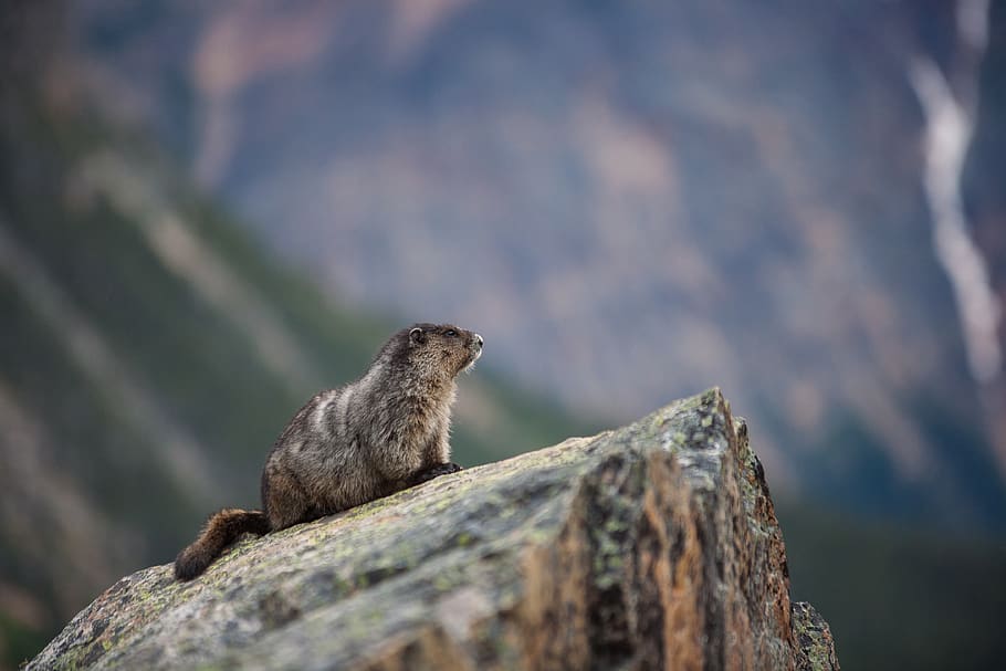 brown rodent on boulder, one animal, animal wildlife, animal themes HD wallpaper